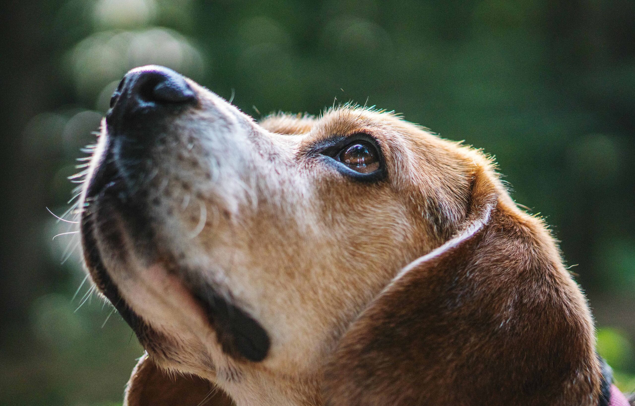 Apprendre à décrypter le langage corporel de votre chien